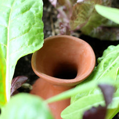 Gourd Olla