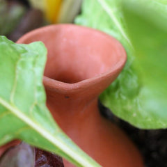 Gourd Olla